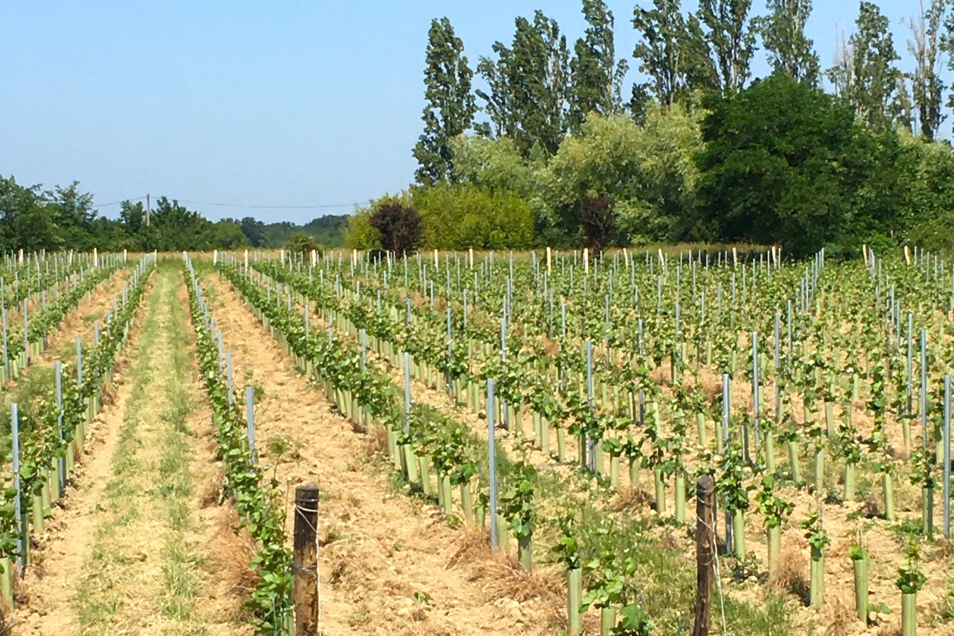 Rows of new grape vines planted on flat terrain with trees in background